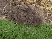 Gallery image 4 — ant control near me