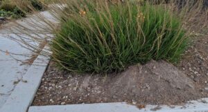 Gallery image 3 — ant control near me