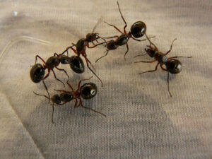 Gallery image 2 — ant control near me