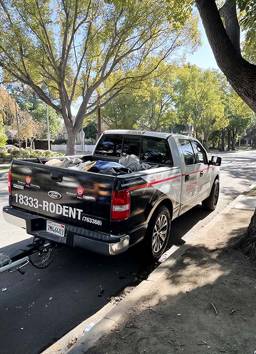 mice control Pasadena