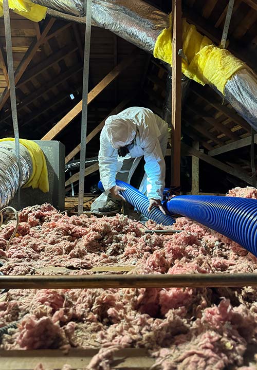 Gallery image 5 — chemical-free rat extermination near me