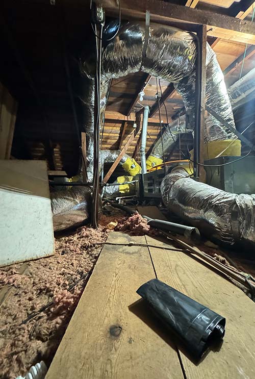 Gallery image 4 — chemical-free rat extermination near me
