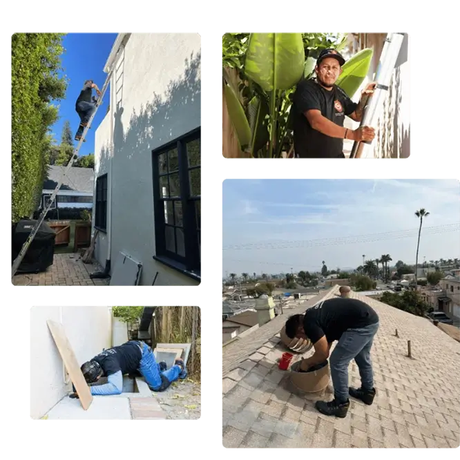 chemical-free rat extermination near me