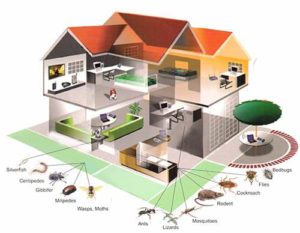 Gallery image 4 — same-day pest control South Bay