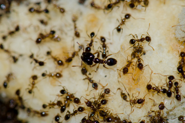 Gallery image 2 — ant exterminator near me