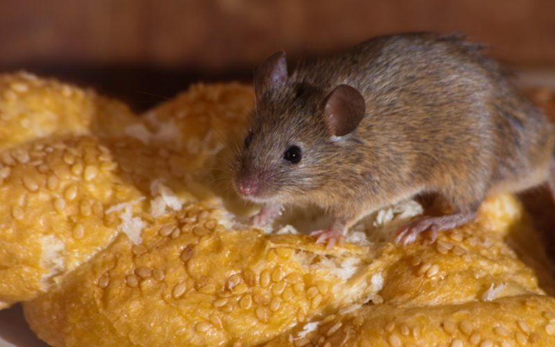 Gallery image 3 — ant exterminator near me