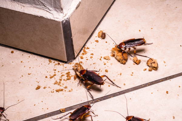 Gallery image 5 — ant exterminator near me