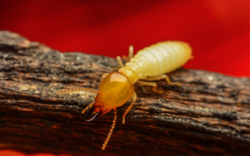 Gallery image 6 — ant exterminator near me