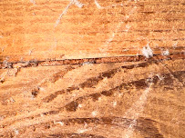 Gallery image 1 — residential fumigation services in Alameda