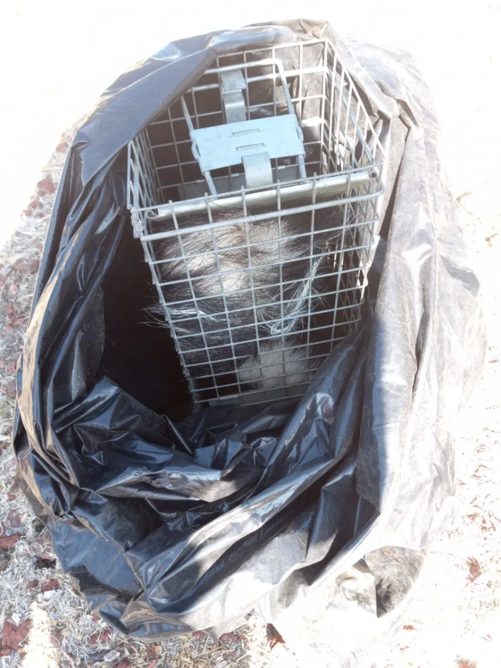 Gallery image 1 — eco-friendly pest control near me