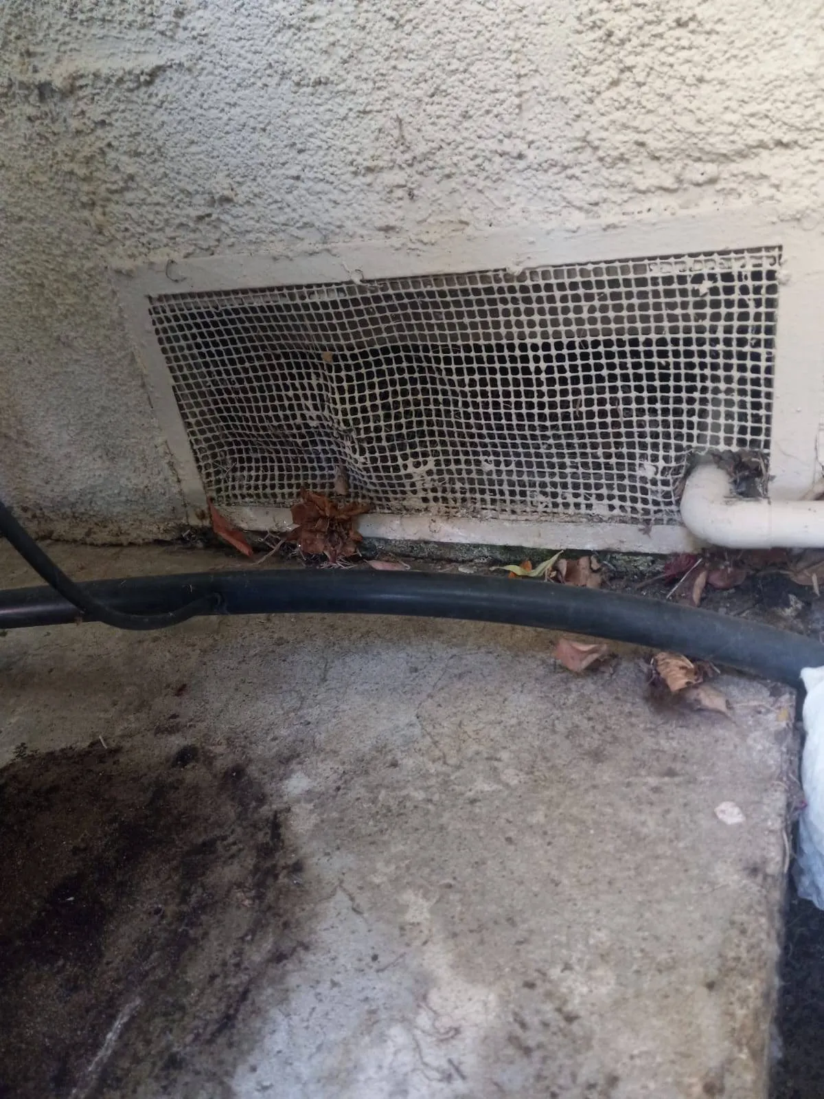 Gallery image 4 — eco-friendly pest control near me