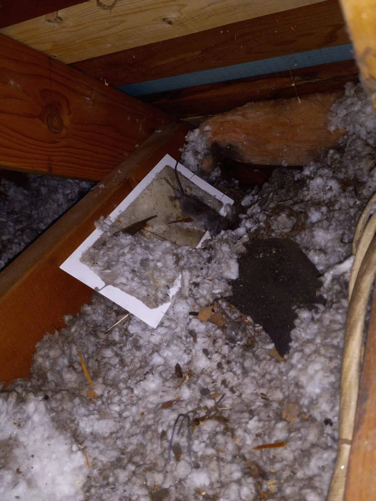 emergency pest control near me