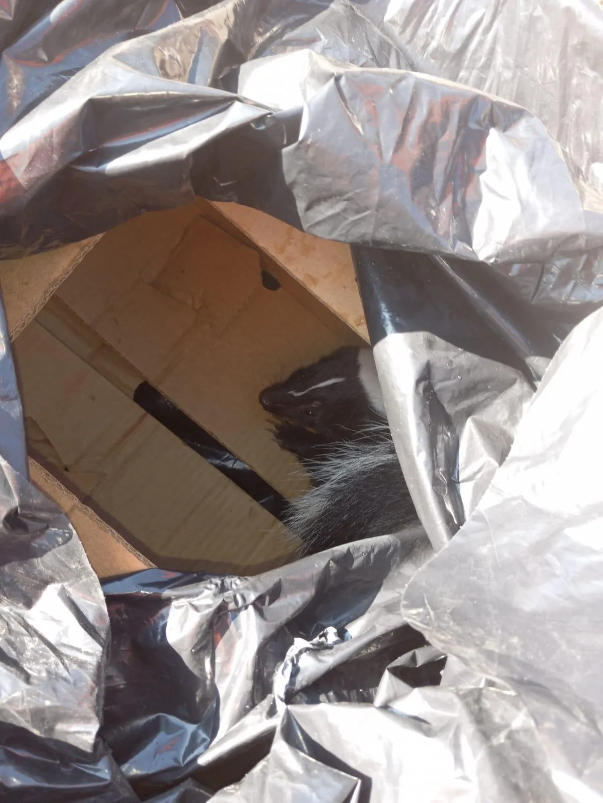 Gallery image 3 — eco-friendly pest control near me