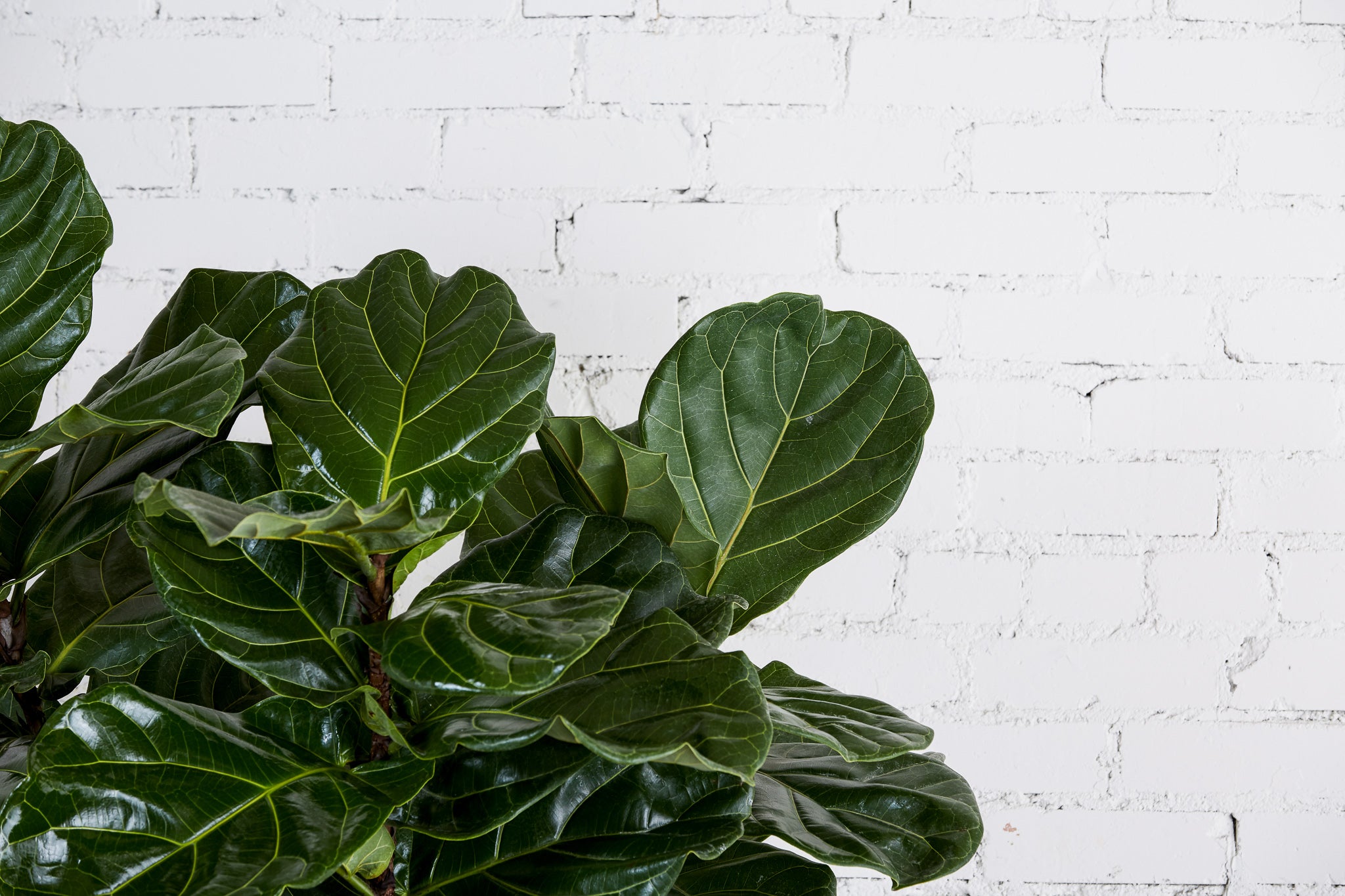 Gallery image 5 — plant maintenance service near me