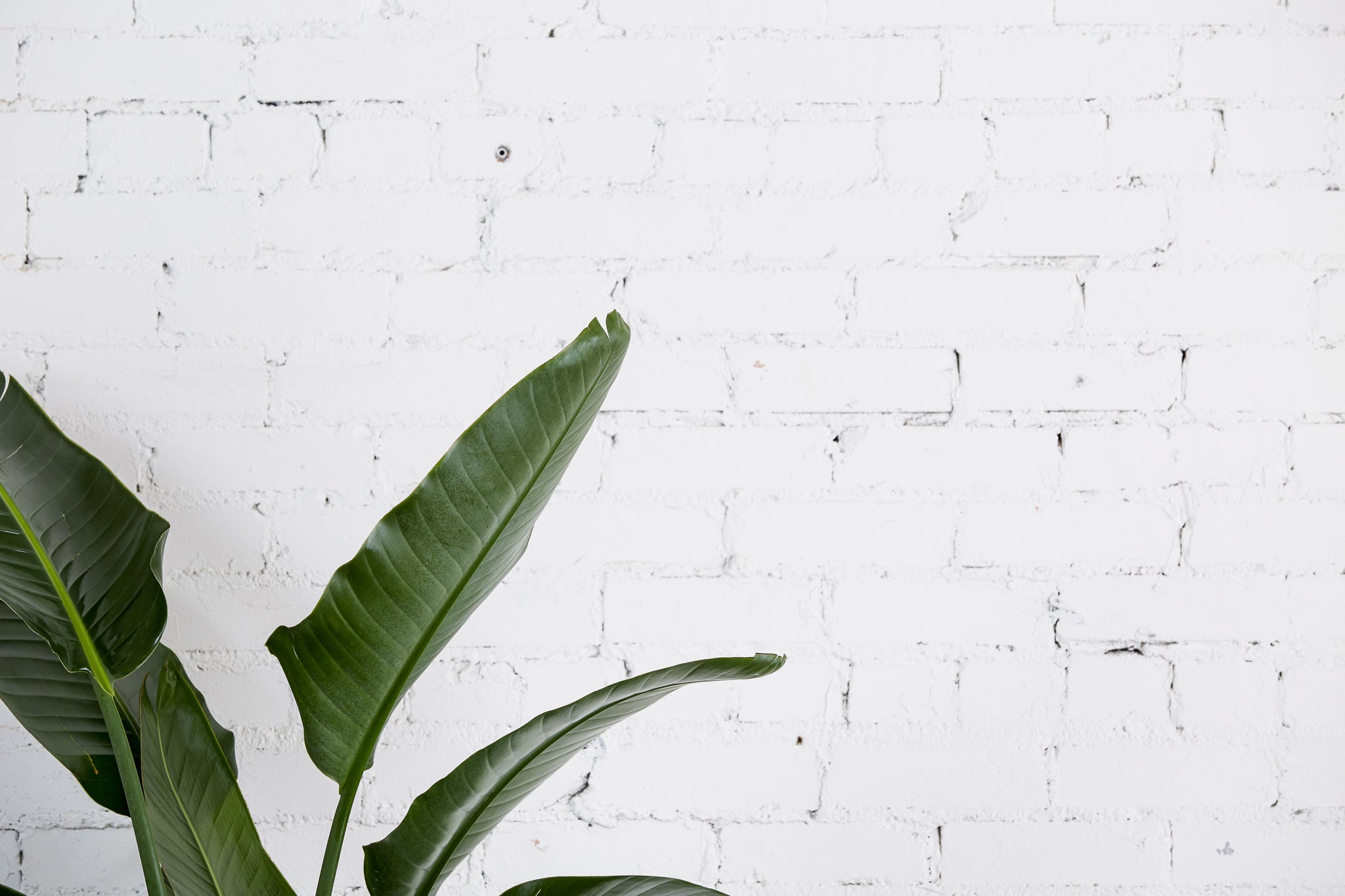 Gallery image 1 — plant maintenance service near me