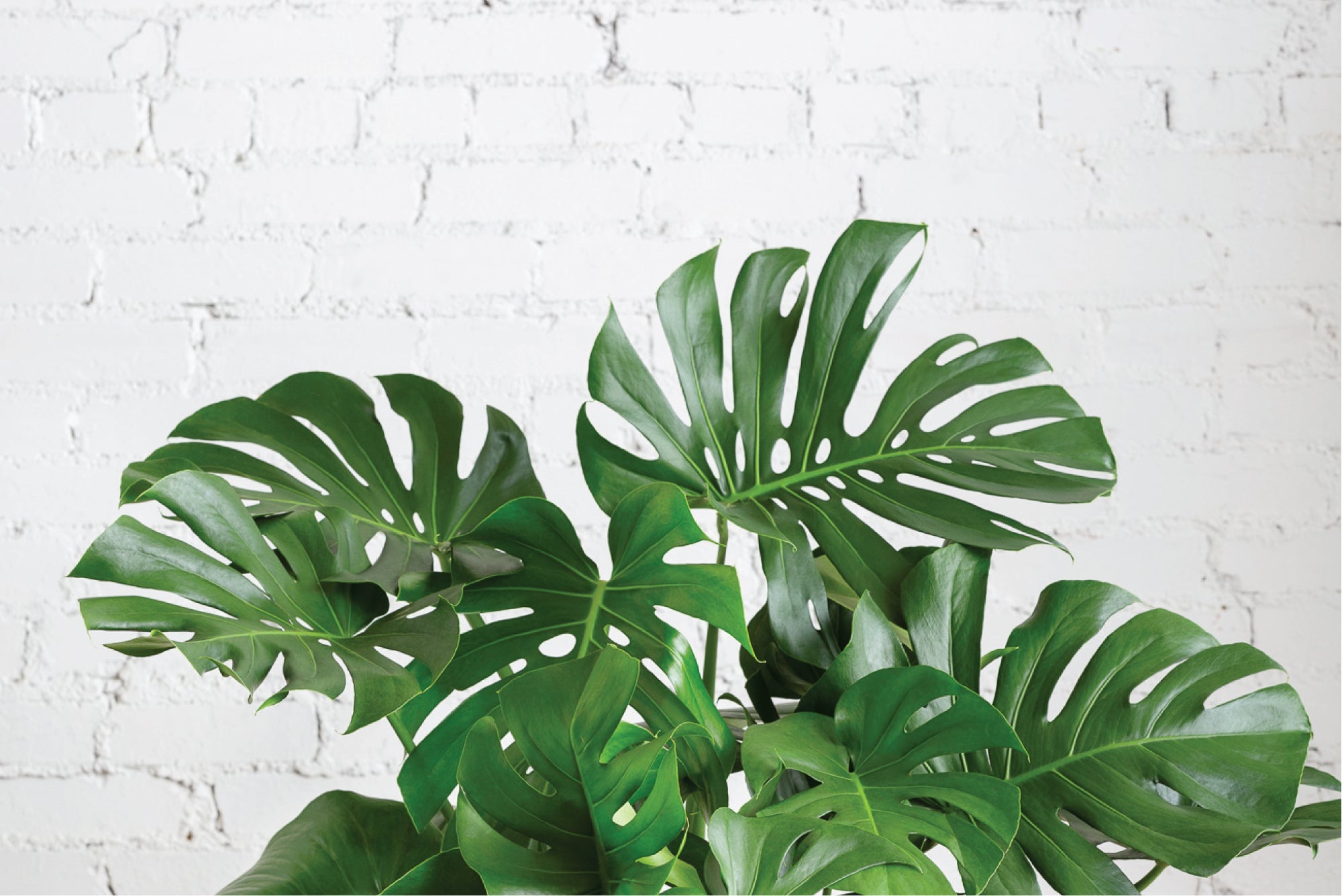 Gallery image 8 — plant maintenance service near me