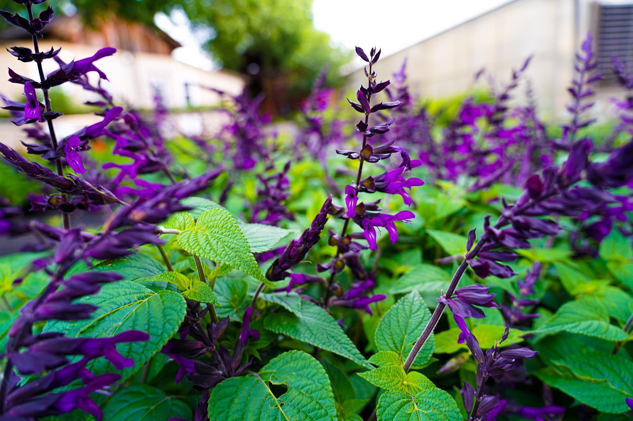 Gallery image 5 — nature photography shoot in Dallas