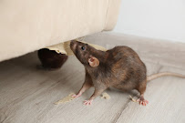 Gallery image 3 — residential rodent exclusion San Jose