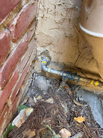 emergency rodent removal San Jose