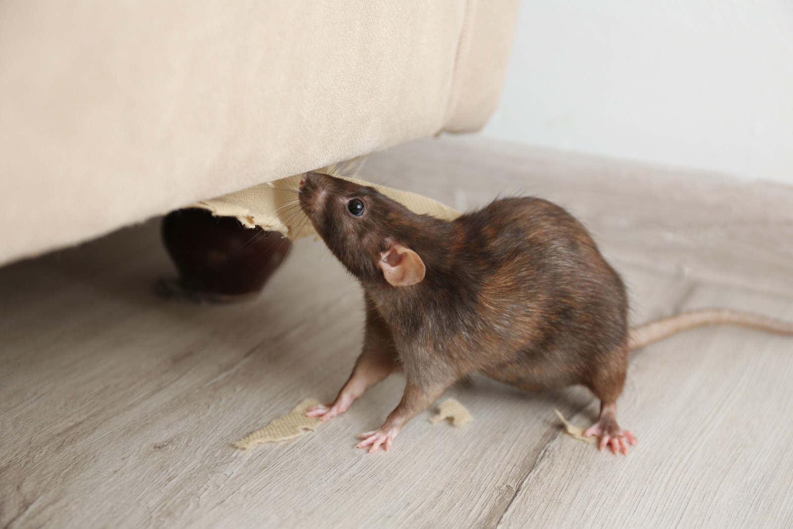 Gallery image 1 — residential rodent exclusion San Jose