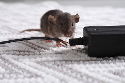 About residential rodent exclusion San Jose