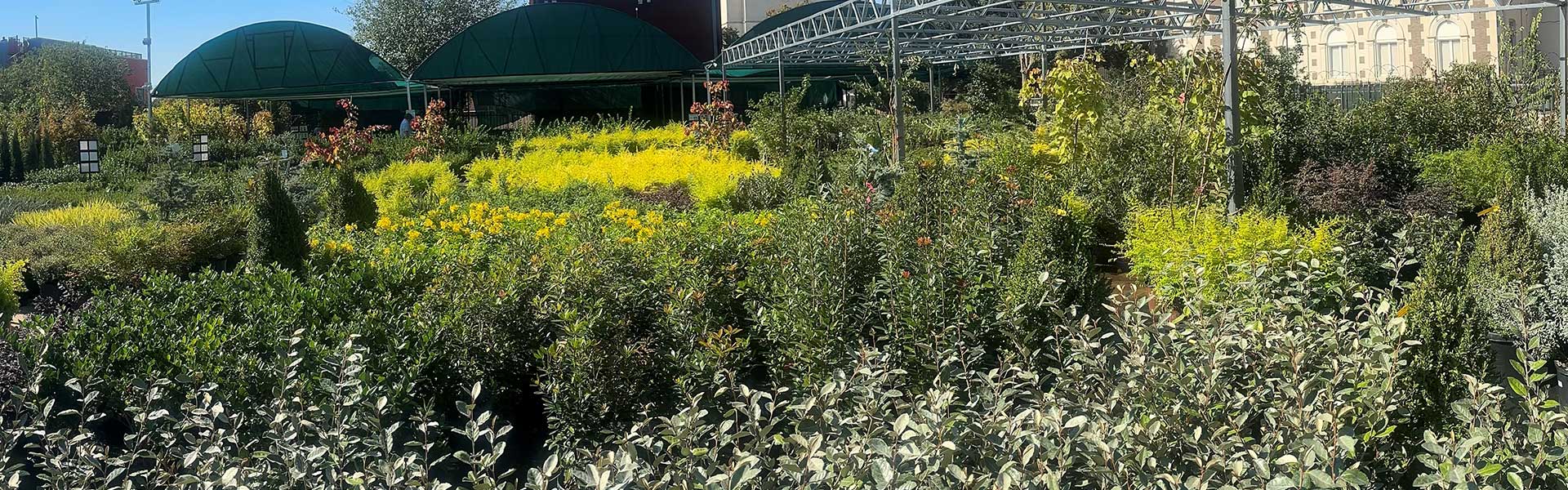 Gallery image 5 — tropical plants Dallas