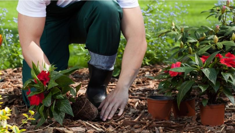 Gallery image 9 — tropical plants Dallas