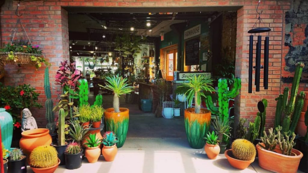 Gallery image 6 — tropical plants Dallas