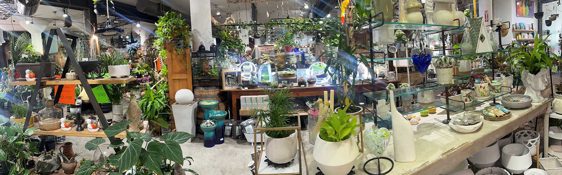 Gallery image 4 — tropical plants Dallas