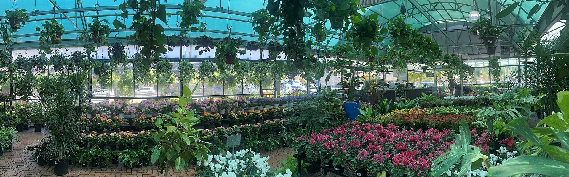 Gallery image 7 — tropical plants Dallas