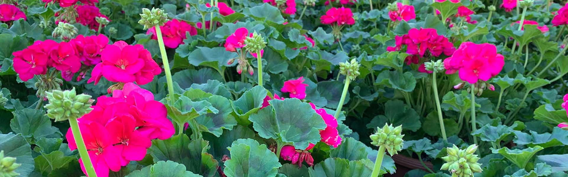 Gallery image 8 — tropical plants Dallas