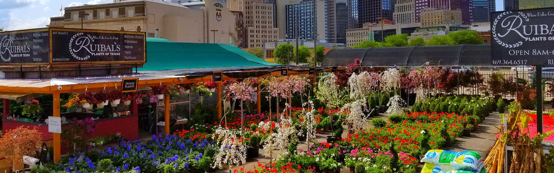 tropical plants Dallas