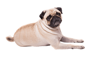 Gallery image 1 — recurring cleaning service in Miami