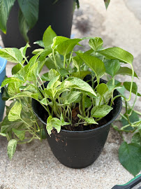 Gallery image 2 — garden maintenance while on vacation DFW