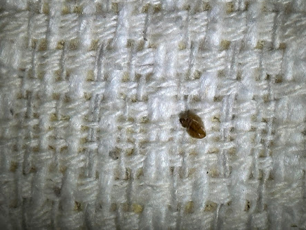 best pest control Santa Clara County