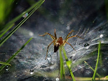 Gallery image 8 — commercial pest control San Jose