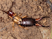 Gallery image 6 — commercial pest control San Jose