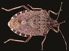 Gallery image 1 — commercial pest control San Jose