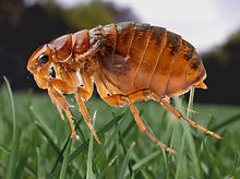 Gallery image 5 — commercial pest control San Jose
