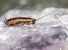 Gallery image 2 — commercial pest control San Jose