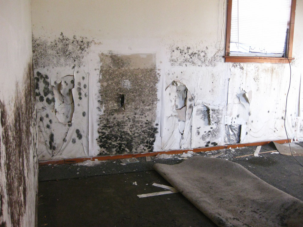mold testing Atlanta