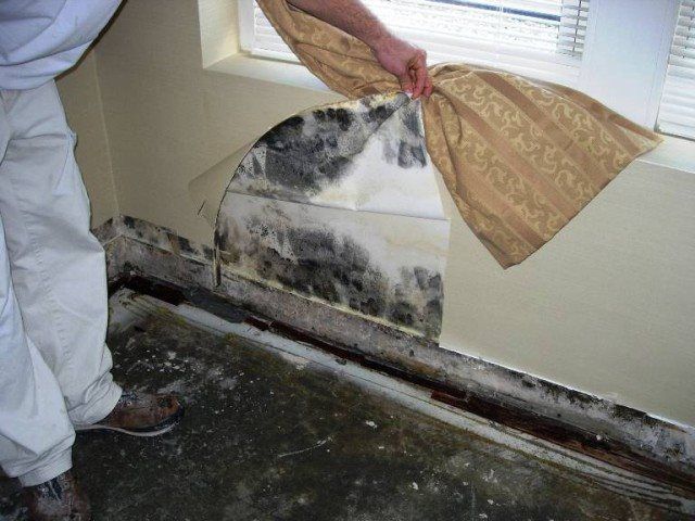 Gallery image 8 — mold consultant Atlanta GA