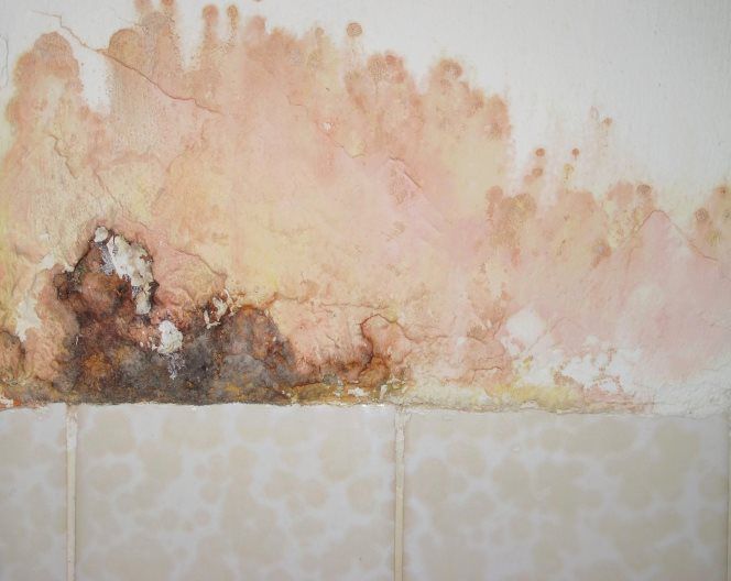 About mold consultant Atlanta GA