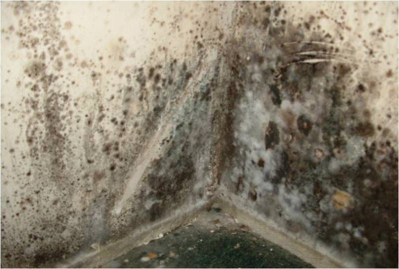 Gallery image 13 — mold consultant Atlanta GA