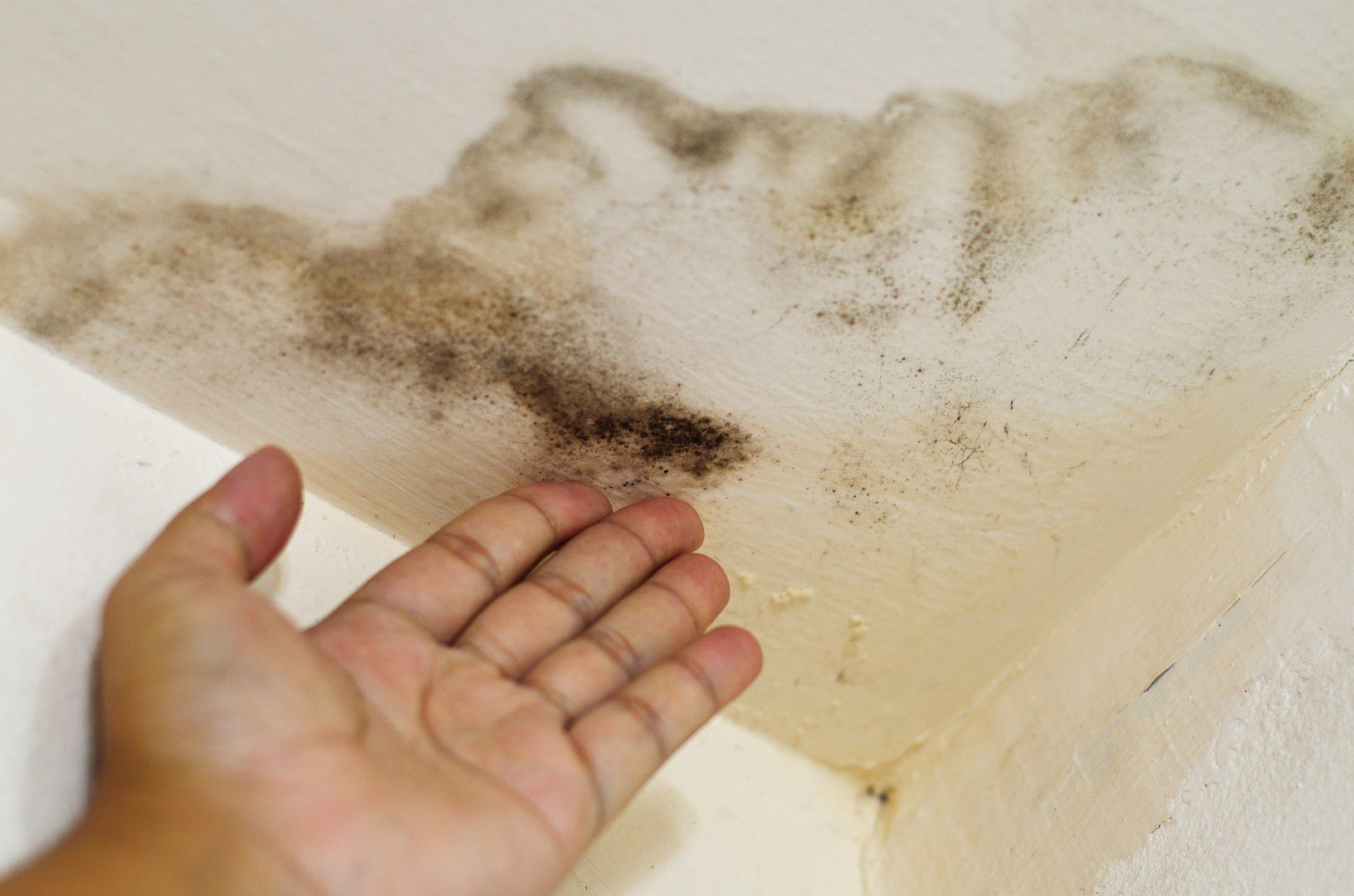 Gallery image 5 — mold consultant Atlanta GA