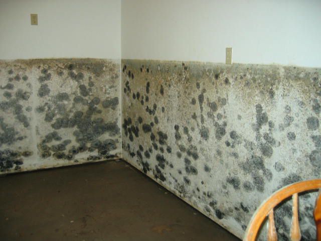 mold removal services Atlanta