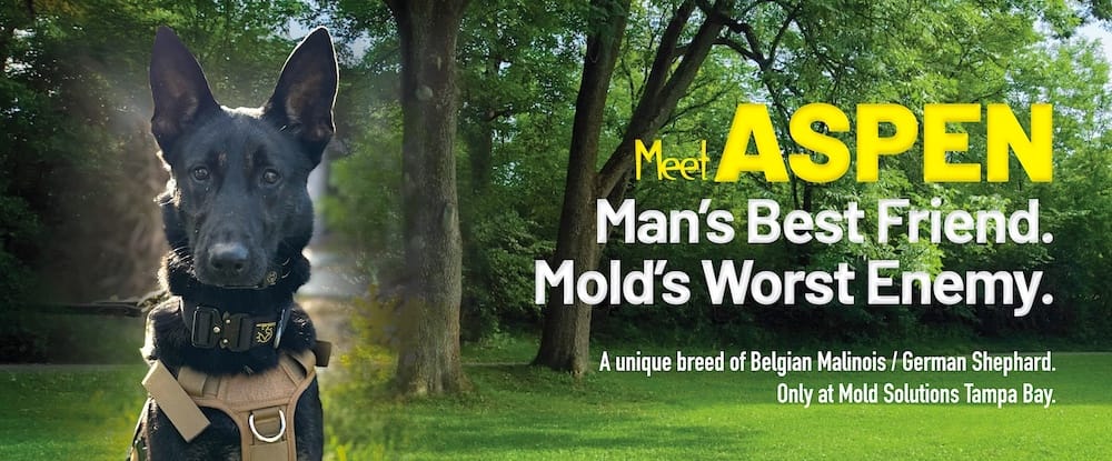 Gallery image 4 — affordable mold removal Tampa Bay