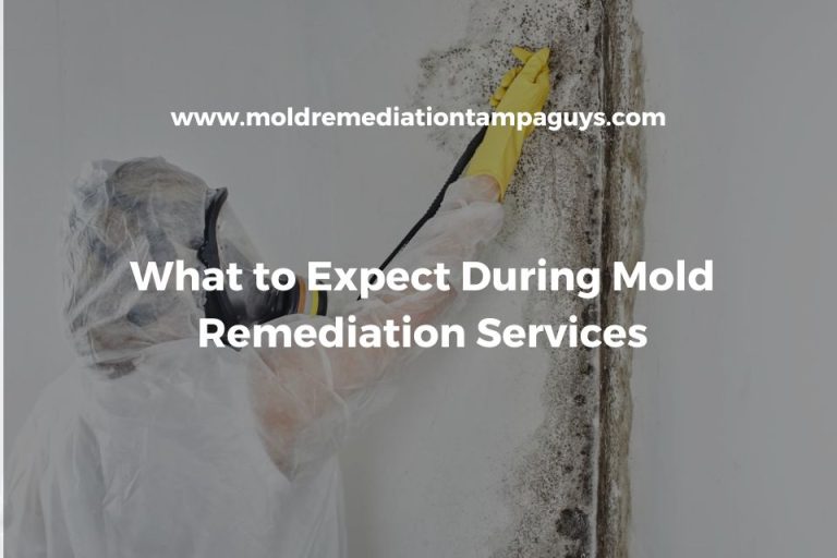 Gallery image 3 — mold prevention Tampa