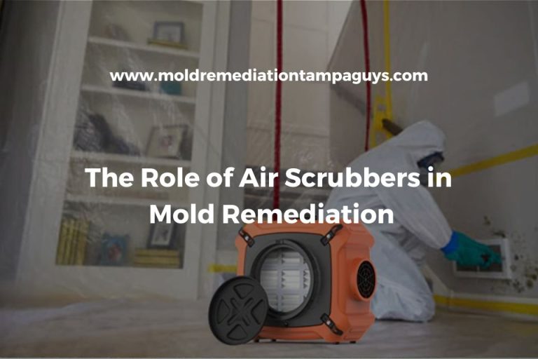 Gallery image 6 — mold prevention Tampa