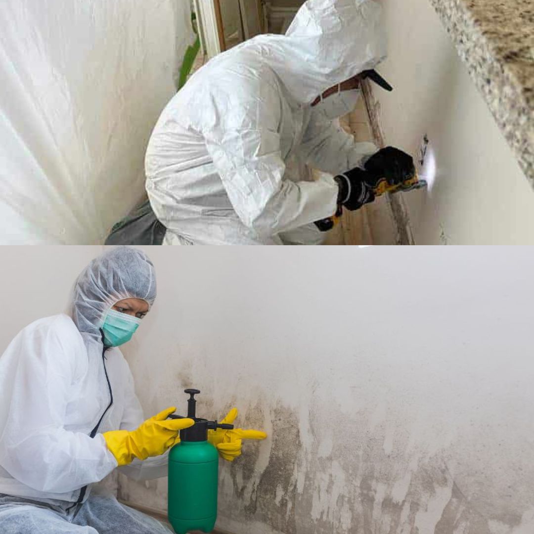 Gallery image 1 — mold prevention Tampa